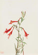 Californien Fuchsia Maleri Zauschneria californica - Mary Vaux Walcott — visning af kunstværket