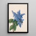 Lilas de Californie Ceanothus thyrsiflorus - Mary Vaux Walcott — indrammet kunstværk på væggen