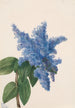 Lilas de Californie Ceanothus thyrsiflorus - Mary Vaux Walcott — visning af kunstværket