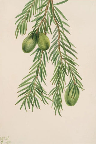 Mary Vaux Walcott - California Nutmeg Tumion californicum.webp