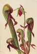 Californisk Sarracenia Chrysamphora californica - Mary Vaux Walcott — visning af kunstværket