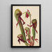 Californisk Sarracenia Chrysamphora californica - Mary Vaux Walcott — indrammet kunstværk på væggen
