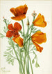 Pavot de Californie Eschscholtzia californica - Mary Vaux Walcott — visning af kunstværket