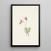 Calypso Cytherea bulbosa - Mary Vaux Walcott — indrammet kunstværk på væggen