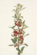 Shepherdie du Canada Lepargyrea canadensis - Mary Vaux Walcott — visning af kunstværket