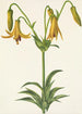 Lis du Canada Lilium canadense - Mary Vaux Walcott — visning af kunstværket