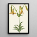 Lis du Canada Lilium canadense - Mary Vaux Walcott — indrammet kunstværk på væggen