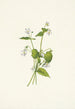 Violette du Canada Viola canadensis - Mary Vaux Walcott — visning af kunstværket