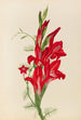 Cannas et ipomée Canna species et Ipomoea quamoclit - Mary Vaux Walcott — visning af kunstværket