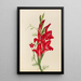 Cannas et ipomée Canna species et Ipomoea quamoclit - Mary Vaux Walcott — indrammet kunstværk på væggen