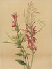Fleur cardinale Lobelia cardinalis - Mary Vaux Walcott — visning af kunstværket