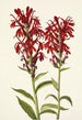Lobélie écarlate Lobelia cardinalis - Mary Vaux Walcott — visning af kunstværket