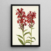 Lobélie écarlate Lobelia cardinalis - Mary Vaux Walcott — indrammet kunstværk på væggen