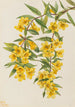 Jasmin af Caroline Gelsemium sempervirens - Mary Vaux Walcott — visning af kunstværket