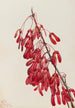 Caroline Acer carolinianum - Mary Vaux Walcott — visning af kunstværket