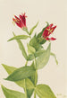 Spigélie du Maryland Spigelia marylandica - Mary Vaux Walcott — visning af kunstværket