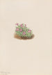 Silène acaule Silene acaulis - Mary Vaux Walcott — visning af kunstværket