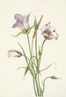 Catalina Mariposa Calochortus catalinae - Mary Vaux Walcott — visning af kunstværket