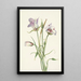 Catalina Mariposa Calochortus catalinae - Mary Vaux Walcott — indrammet kunstværk på væggen