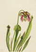 Sarracénie de Catesby Sarracenia catesaei - Mary Vaux Walcott — visning af kunstværket