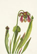 Sarracénie de Catesby Sarracenia catesbaei - Mary Vaux Walcott — visning af kunstværket