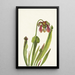 Sarracénie de Catesby Sarracenia catesbaei - Mary Vaux Walcott — indrammet kunstværk på væggen