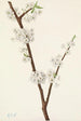 Prunier Chickasaw Prunus angustifolia - Mary Vaux Walcott — visning af kunstværket