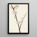 Prunier Chickasaw Prunus angustifolia - Mary Vaux Walcott — indrammet kunstværk på væggen