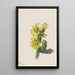Cholla Opuntia whipplei - Mary Vaux Walcott — indrammet kunstværk på væggen