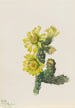 Cholla Opuntia whipplei - Mary Vaux Walcott — visning af kunstværket