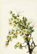 Cliffrose Cowania stanshuriana - Mary Vaux Walcott — visning af kunstværket