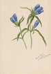 Gentiane fermée Gentiana andrewskii - Mary Vaux Walcott — visning af kunstværket