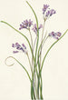 Clusterlily Hookera pauciflora - Mary Vaux Walcott — visning af kunstværket