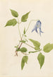 Clématide af Columbia Clematis columbiana - Mary Vaux Walcott — visning af kunstværket