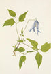 Columbia Clematis columbiana - Mary Vaux Walcott — visning af kunstværket