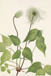 Columbia Clematis columbiana - Mary Vaux Walcott | Maleri — visning af kunstværket