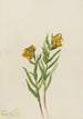 Lys af Columbia Lilium columbianum - Mary Vaux Walcott — visning af kunstværket