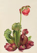 Sarracénie pourpre commune Sarracenia purpurea venosa - Mary Vaux Walcott — visning af kunstværket