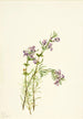 Conradina verticillata - Mary Vaux Walcott — visning af kunstværket