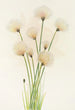 Linaigrette Eriophorum chamissonis - Mary Vaux Walcott — visning af kunstværket