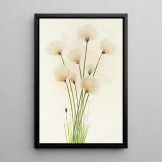 Mary Vaux Walcott - Cottongrass Eriophorum chamissonis.webp