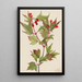 Viorne Cranberry Viburnum pauciflorum - Mary Vaux Walcott — indrammet kunstværk på væggen