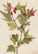Viorne Cranberry Viburnum pauciflorum - Mary Vaux Walcott — visning af kunstværket