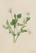 Violette crème Viola striata - Mary Vaux Walcott — visning af kunstværket
