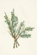 Genévrier rampant Juniperus horizontalis - Mary Vaux Walcott — visning af kunstværket