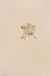 Crepis elegans - Mary Vaux Walcott — visning af kunstværket