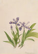 Iris crêté Iris cristata - Mary Vaux Walcott — visning af kunstværket