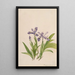 Iris crêté Iris cristata - Mary Vaux Walcott — indrammet kunstværk på væggen