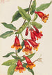 Bignone Anisostichus capreolatus - Mary Vaux Walcott — visning af kunstværket