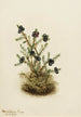 Camarine noire Empetrum nigrum - Mary Vaux Walcott — visning af kunstværket